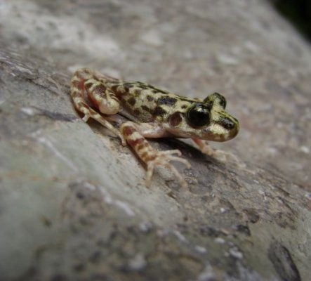Alytes muletensis