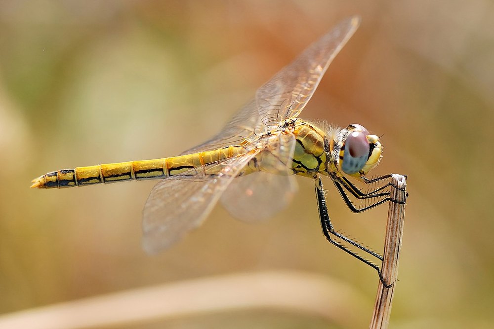 Female Red-veined darter dragonfly (Sympetrum fonscolombii)
